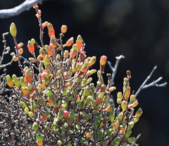 Tecticornia arbuscula
