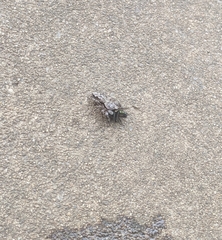 Platycryptus undatus