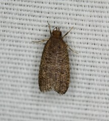 Psilocorsis quercicella