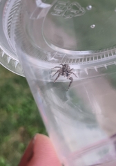 Platycryptus undatus