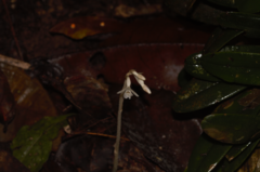 Degranvillea dermaptera