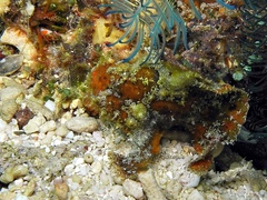 Abantennarius coccineus