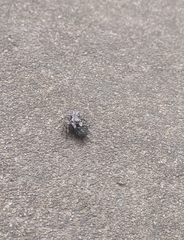 Platycryptus undatus