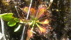 Drosera oblanceolata