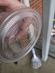 Platycryptus undatus