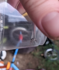 Platycryptus undatus