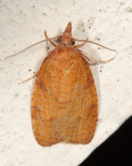 Cenopis directana