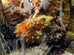 Abantennarius coccineus