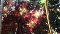 Drosera oblanceolata