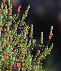 Tecticornia arbuscula