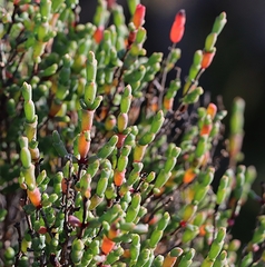 Tecticornia arbuscula