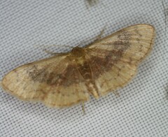 Leptostales ferruminaria