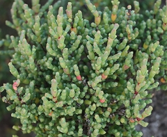 Tecticornia arbuscula