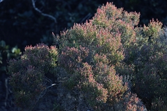 Tecticornia arbuscula