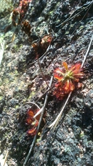 Drosera oblanceolata