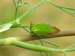 Stictocephala bisonia