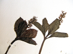 Chloranthus