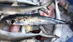 Scomberomorus cavalla