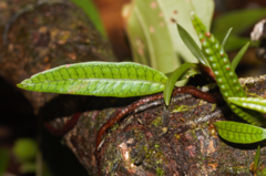 Microgramma lycopodioides