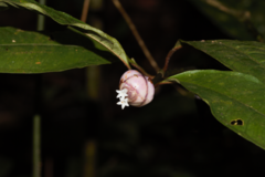 Palicourea apoda