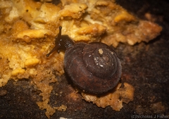 Ramogenia challengeri