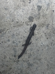 Batrachoseps pacificus