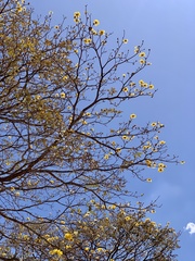 Handroanthus ochraceus