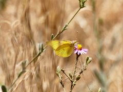 Colias harfordii