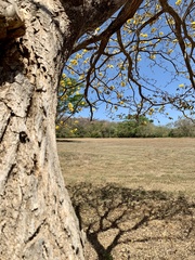 Handroanthus ochraceus