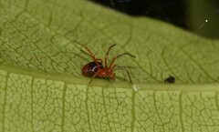 Dimidamus dimidiatus
