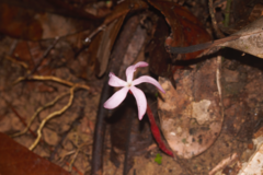 Voyria rosea