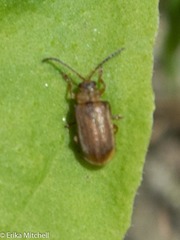 Neogalerucella