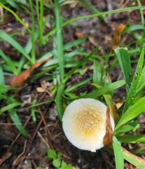 Amanita