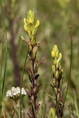 Orthocarpus luteus