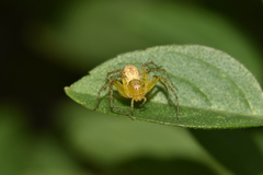 Oxyopes punctatus