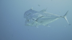 Alectis ciliaris