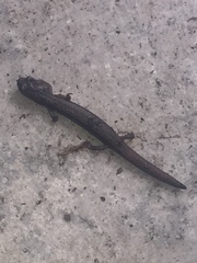 Batrachoseps pacificus