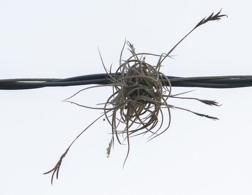 Tillandsia caliginosa, photograph 1