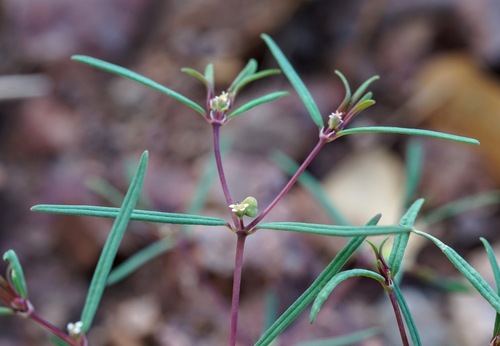 Image of Threadstem Sandmat (Euphorbia revoluta) by (c) Andrew Tree, some rights reserved (CC BY)