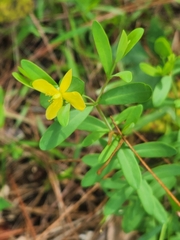 Hypericum hypericoides