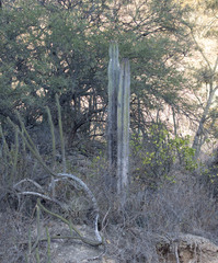 Neoraimondia herzogiana