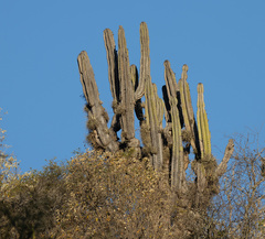 Neoraimondia herzogiana