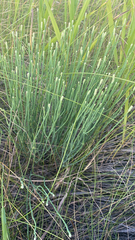 Lygodesmia grandiflora