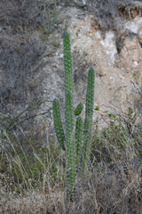 Harrisia tetracantha