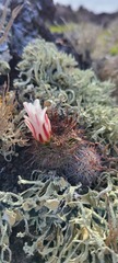 Mammillaria hutchisoniana