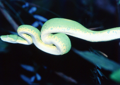 Corallus batesii
