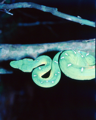 Corallus batesii