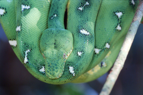 Amazon Basin Emerald Tree Boa, Corallus batesii