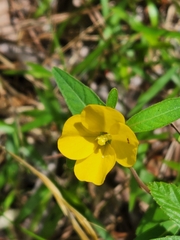 Ludwigia