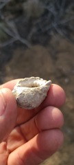 Mexacanthina